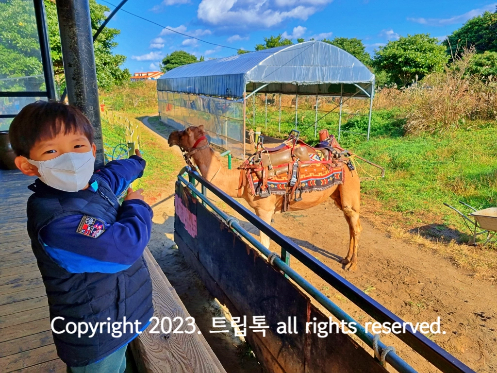 마스크를 쓴 아이가 낙타를 가르키며 웃고 있다