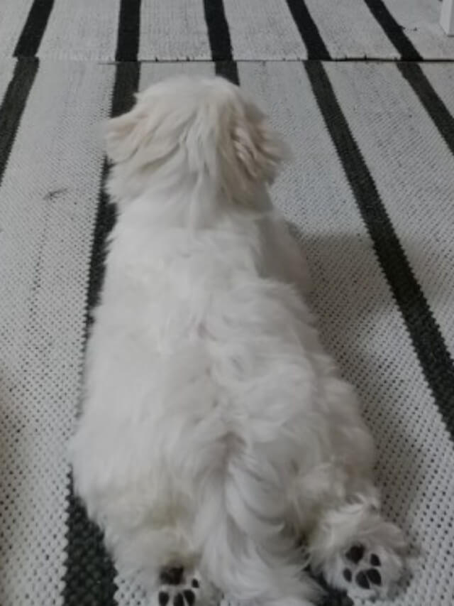 강아지입양 준비
