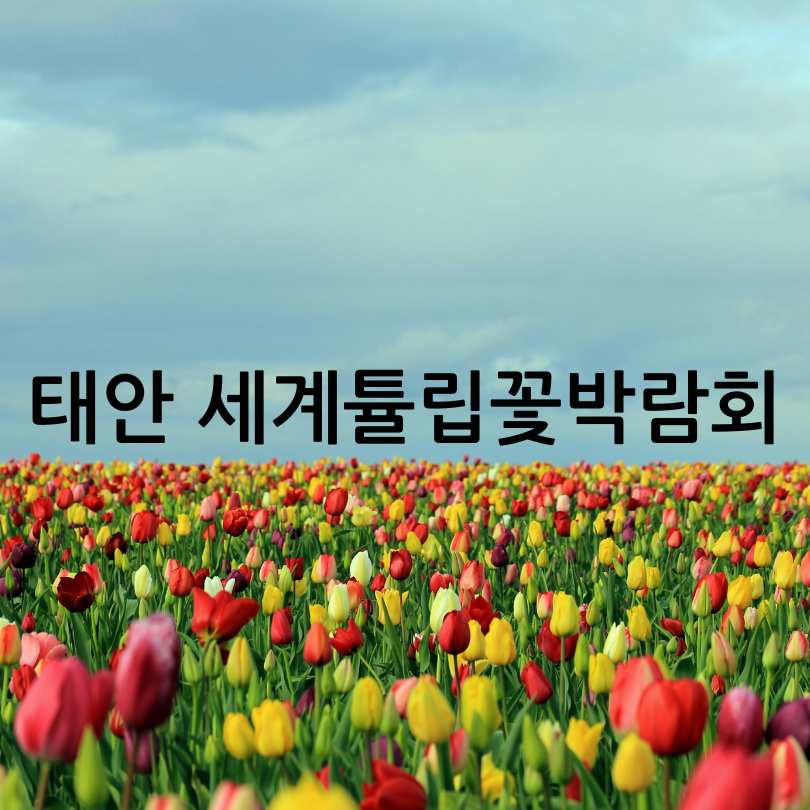 2025년 태안 튤립 축제