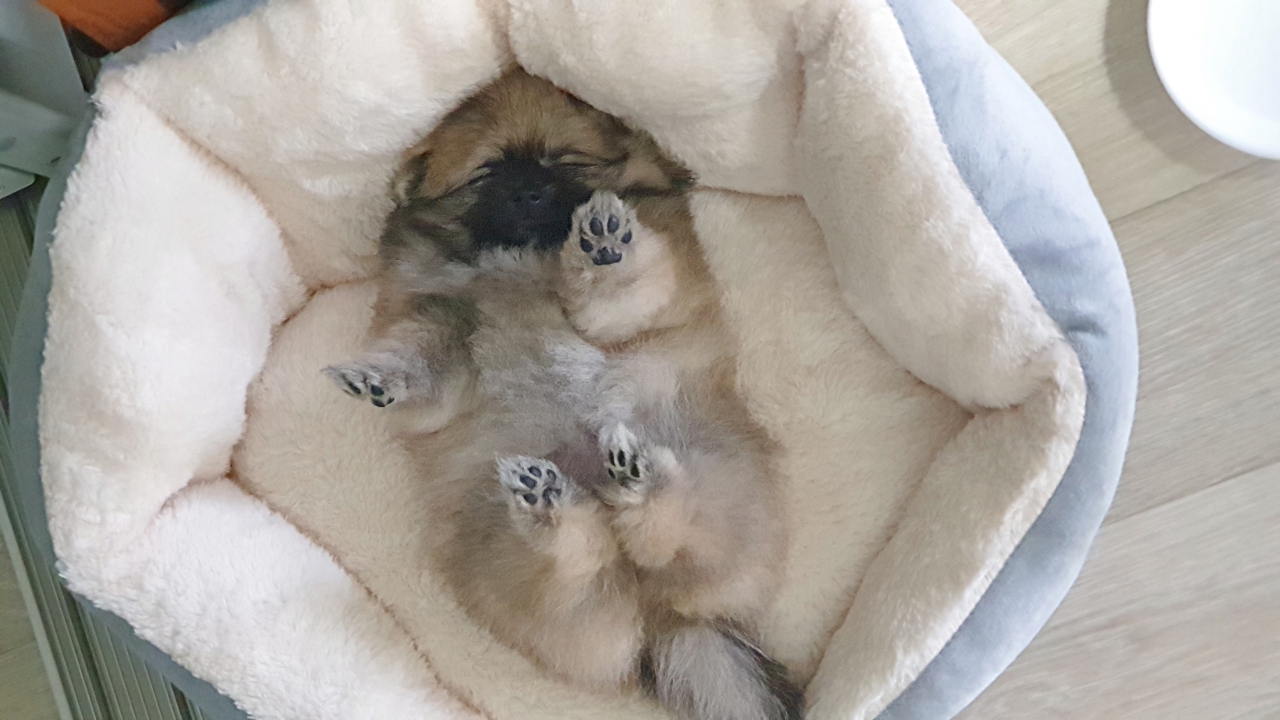 새집에서 잠자는 강아지