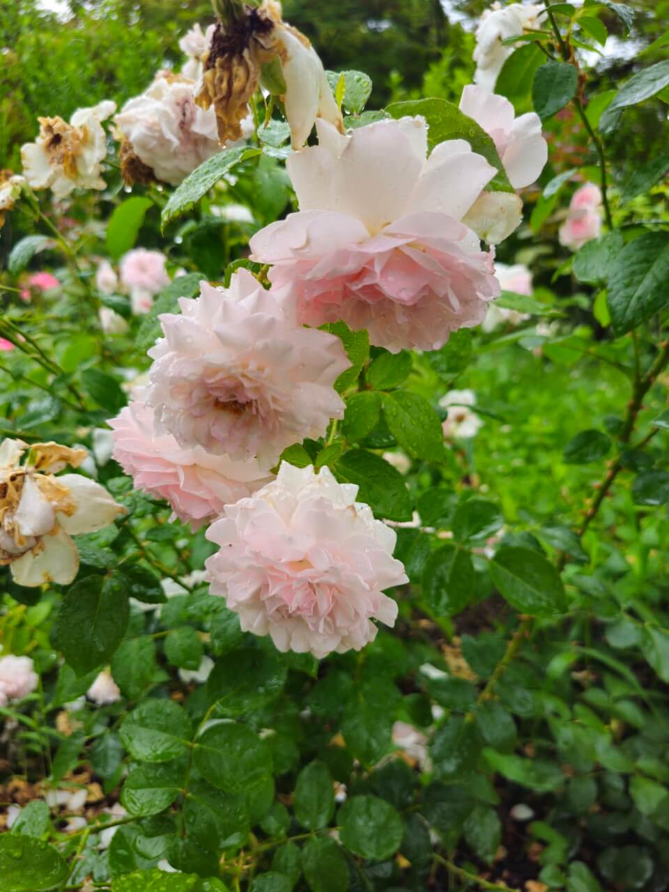 선진국의 장애아동 통합교육 제도