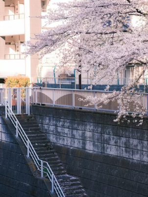 2026 벚꽃 핫플 지역별 완벽 정리