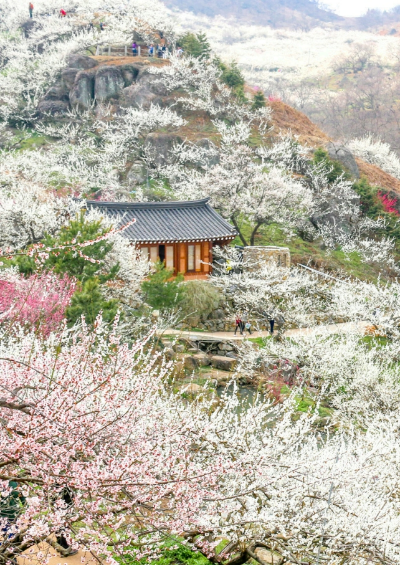 광양 매화 축제 2025 - 봄의 시작을 알리는 아름다운 축제