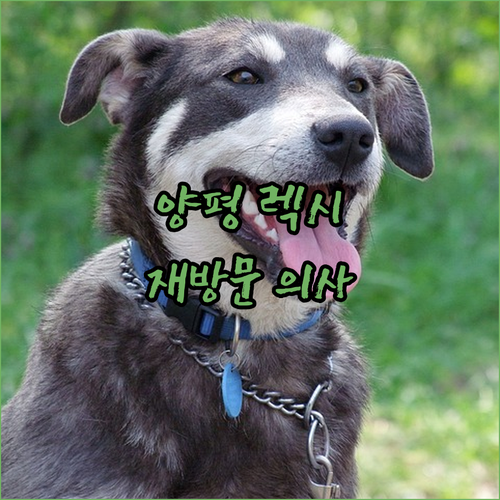 양평 렉시 모텔 방문 리뷰 재방문 의