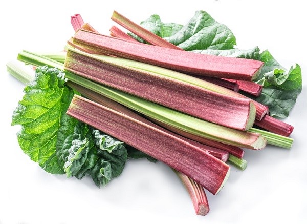 루바브 식물 사진