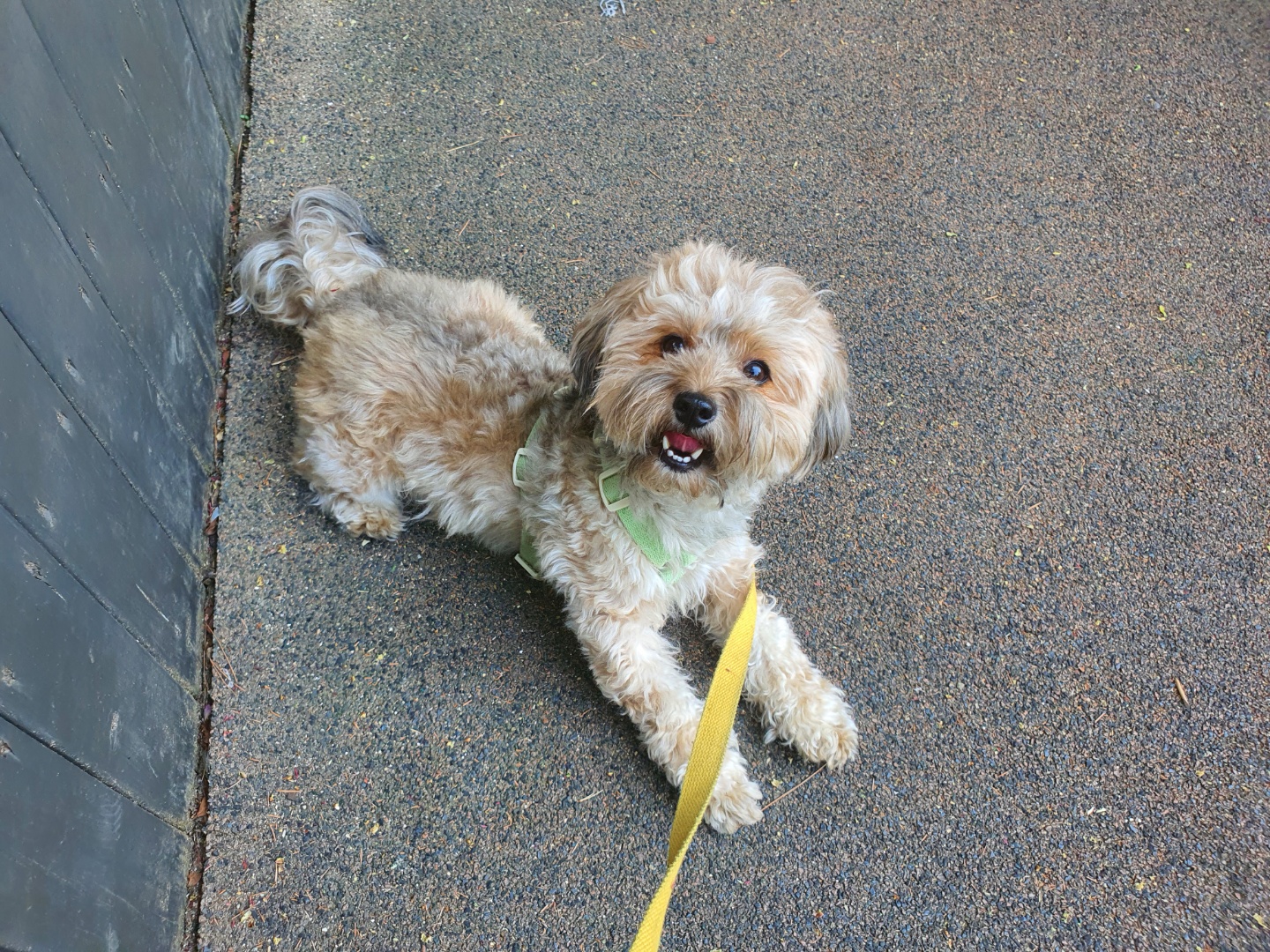 웃고 있는 토리