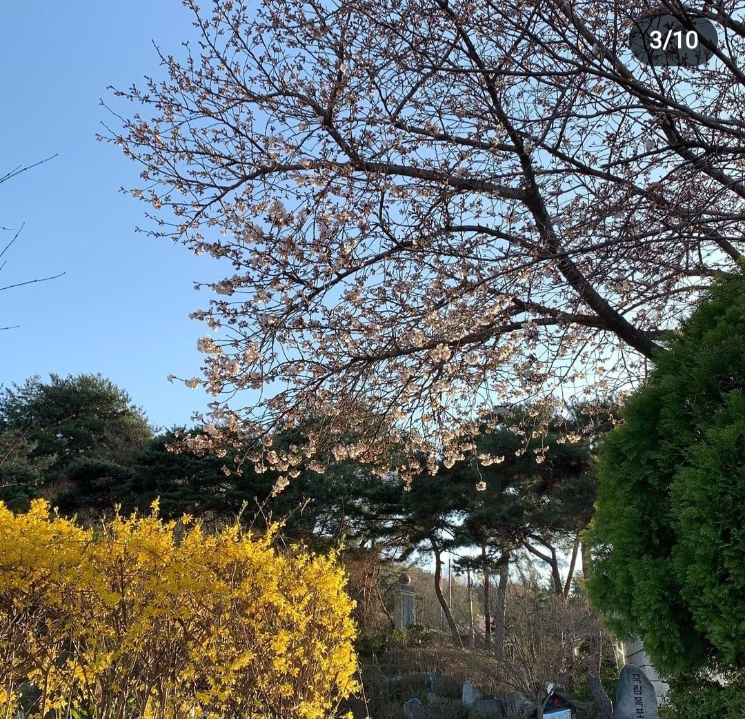 벚꽃