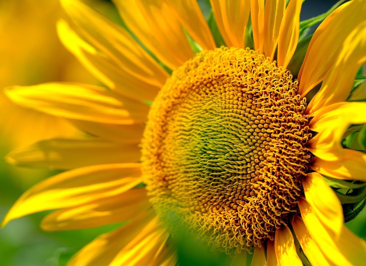 함안 강주 해바라기 축제