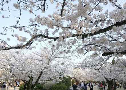 도고온천-근처-벚꽃