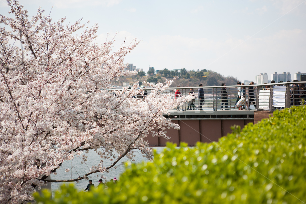 벚꽃 개화시기 2023