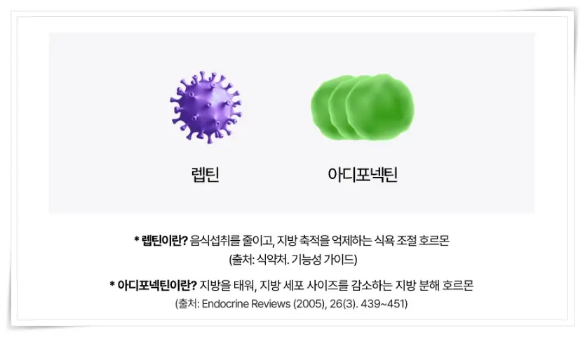 식욕 호르몬 렙틴, 아디포넥틴이란