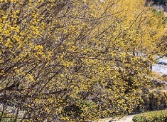 구례 산수유 축제