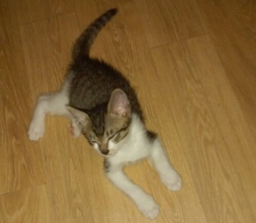 새끼고양이-구출