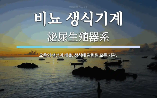 비뇨생식계: 인체의 건강과 기능을 이해하는 방법