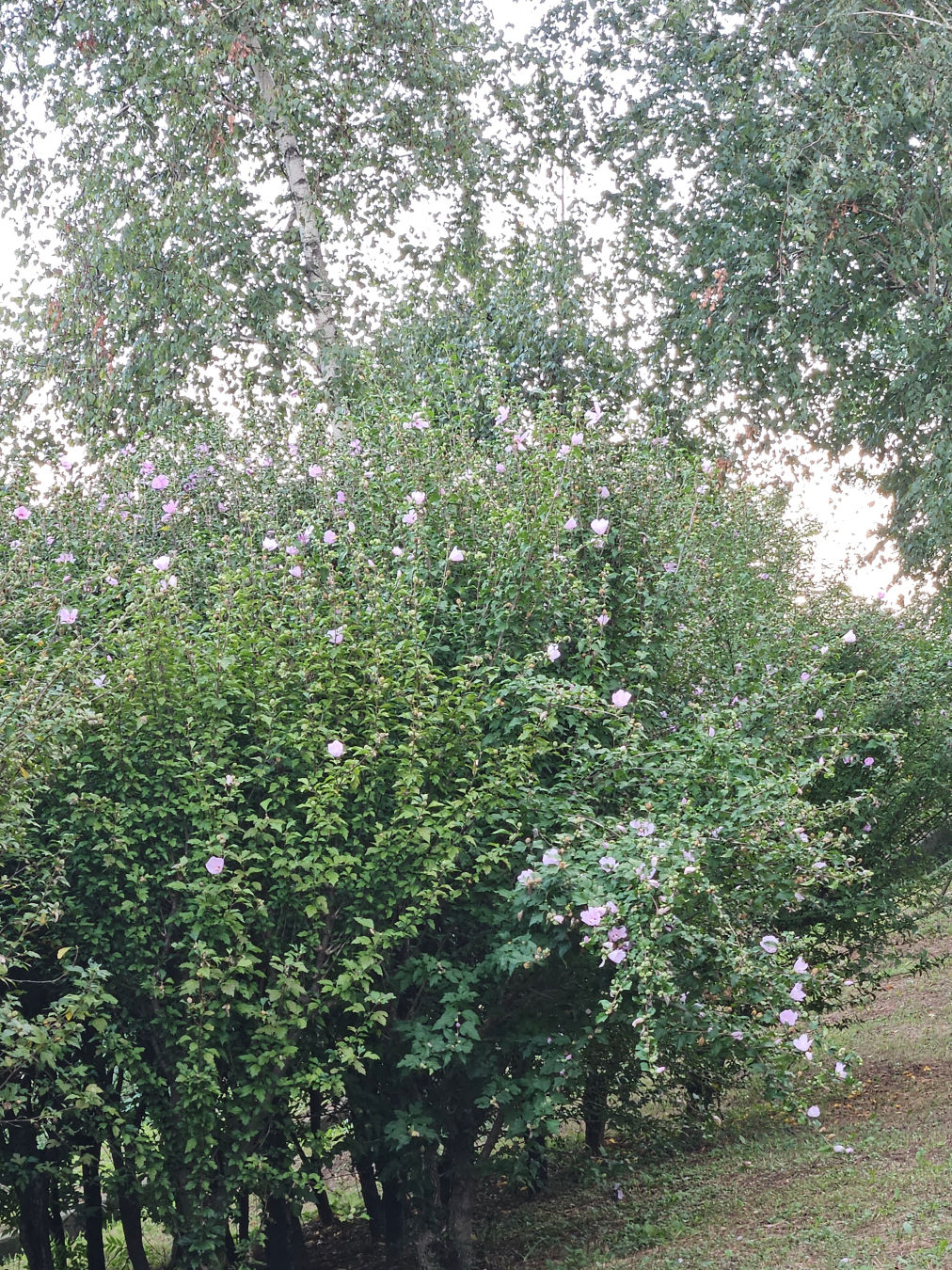 퉁소바위공원 무궁화