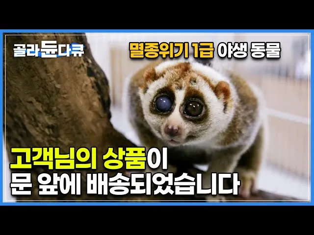 멸종 위기 동물 증가 원인과 환경 문제 분석_3