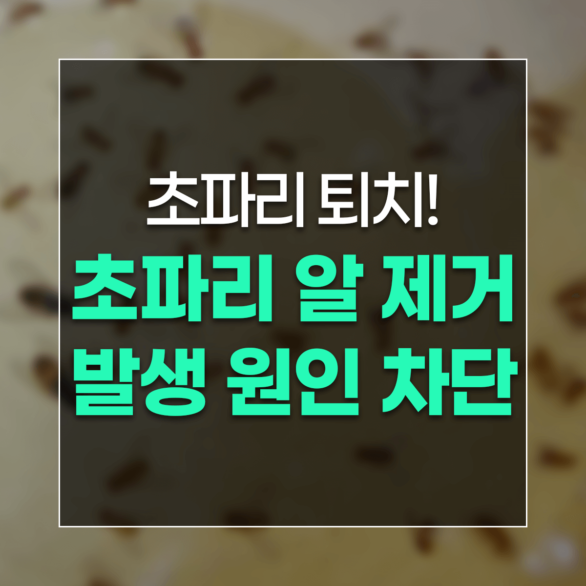 초파리 퇴치! 초파리 알 제거 발생 원인 차단