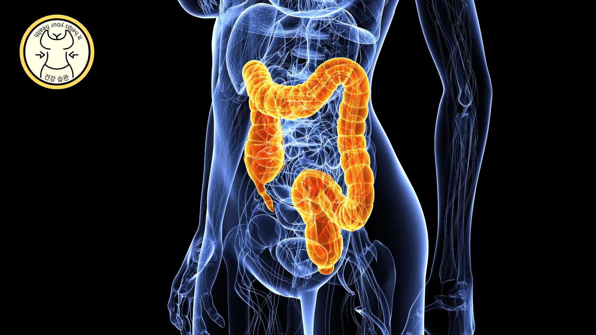 여성 질 유산균은 대장에서 회음부를 통해 이동