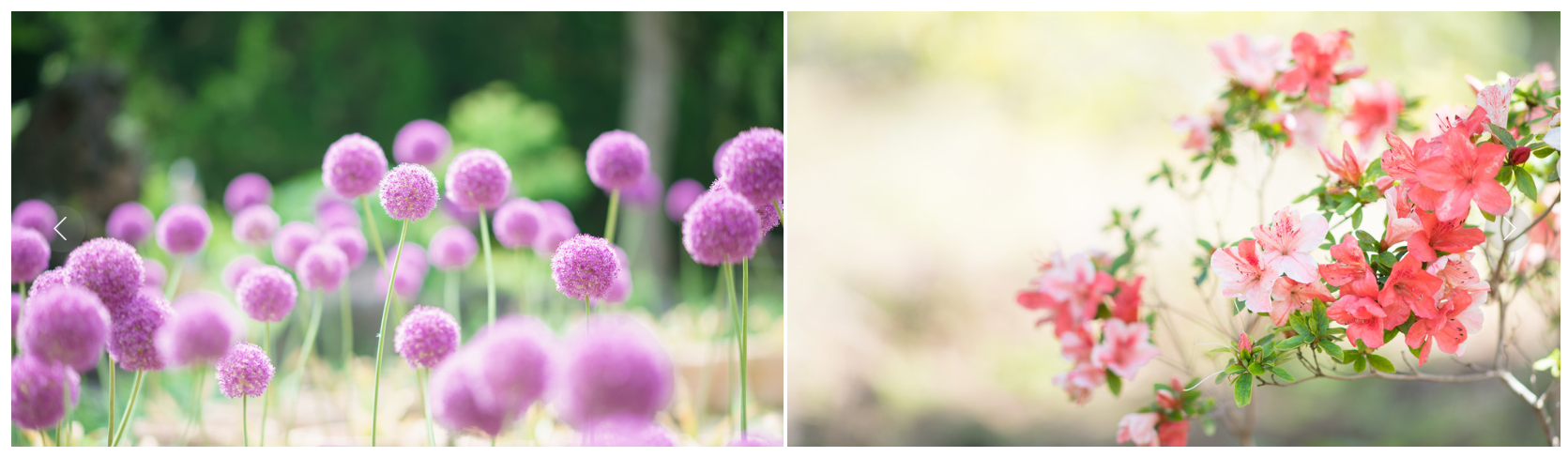 한림공원 부겐빌레아 축제