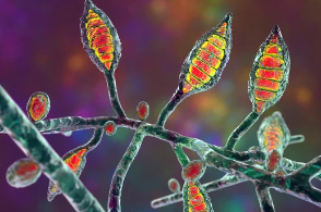 강아지 곰팡이균 사진/출처:어도비스톡