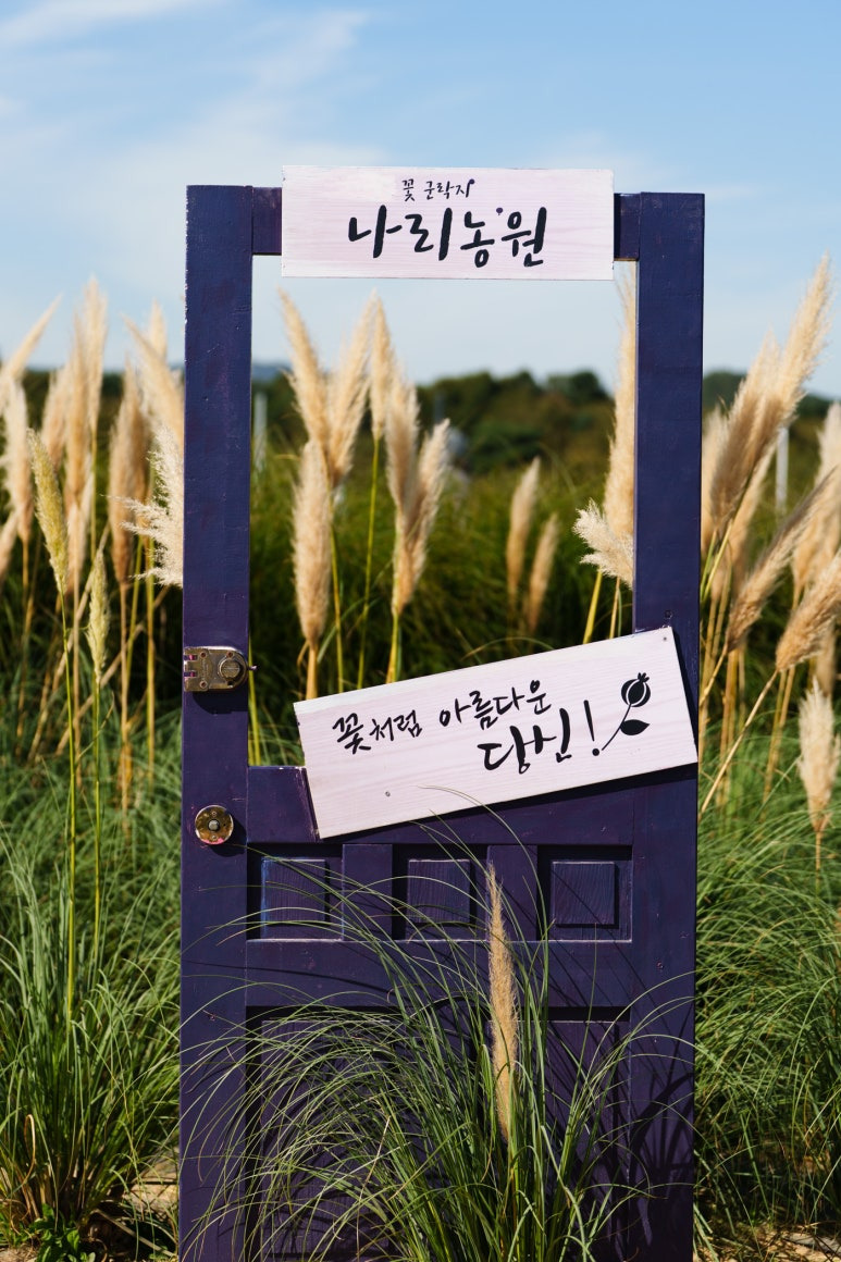 양주-나리농원-문짝모양-팜파스-포토존