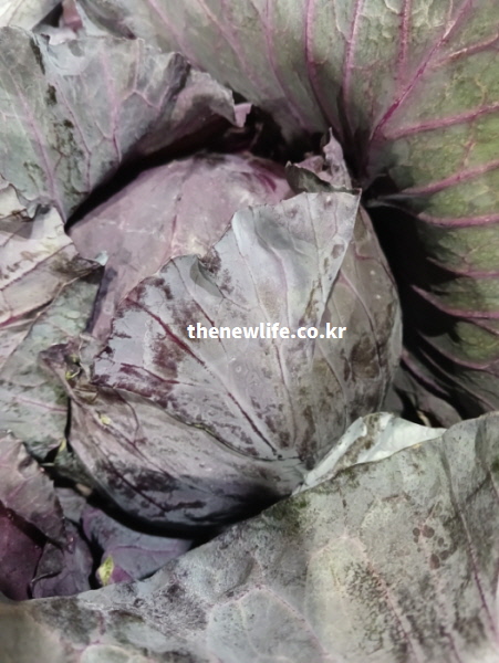 겹겹이 단단하게 차오른 보라색 잎이 선명한 신선한 적양배추 확대 사진