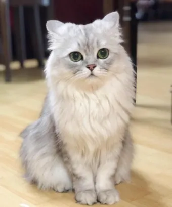 고양이 수명 평균 품종별 집고양이_15