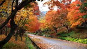 대청호반길 단풍 명소