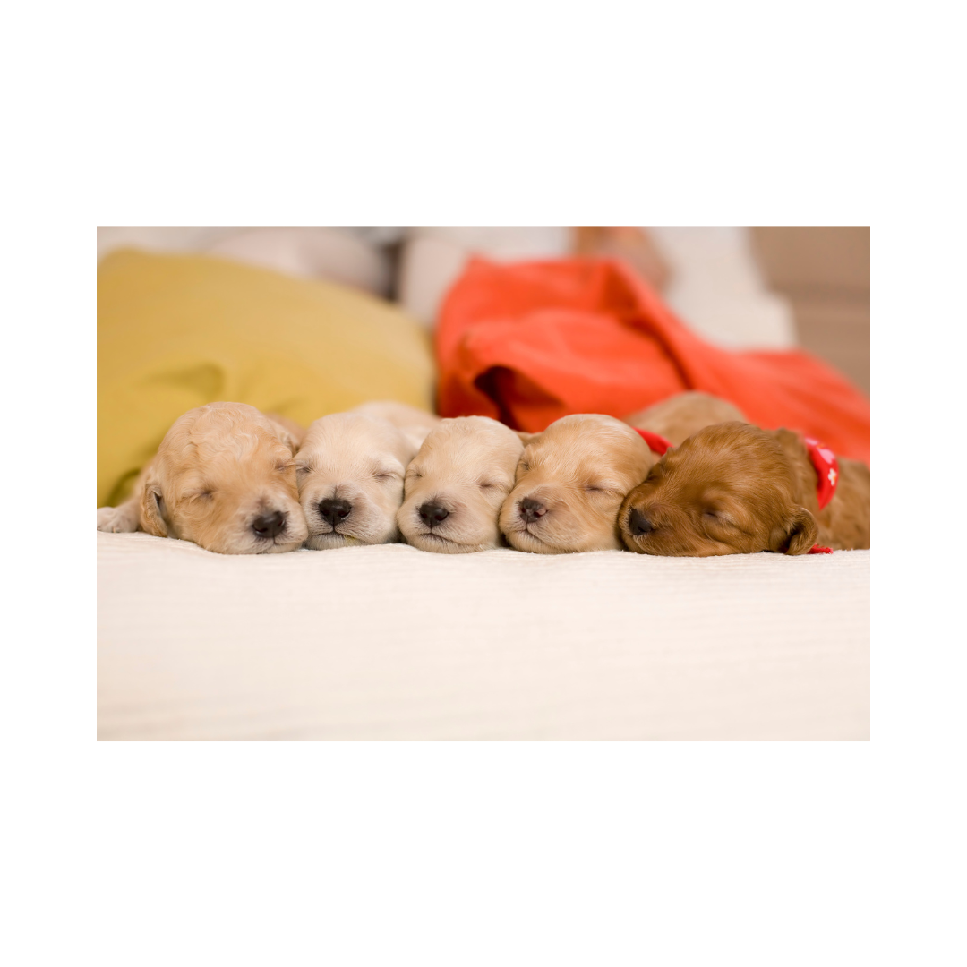 강아지 나이 계산법과 이에 따른 건강 관리법 알아보기