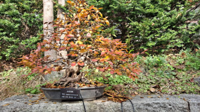 단풍명소_화담숲_분재원