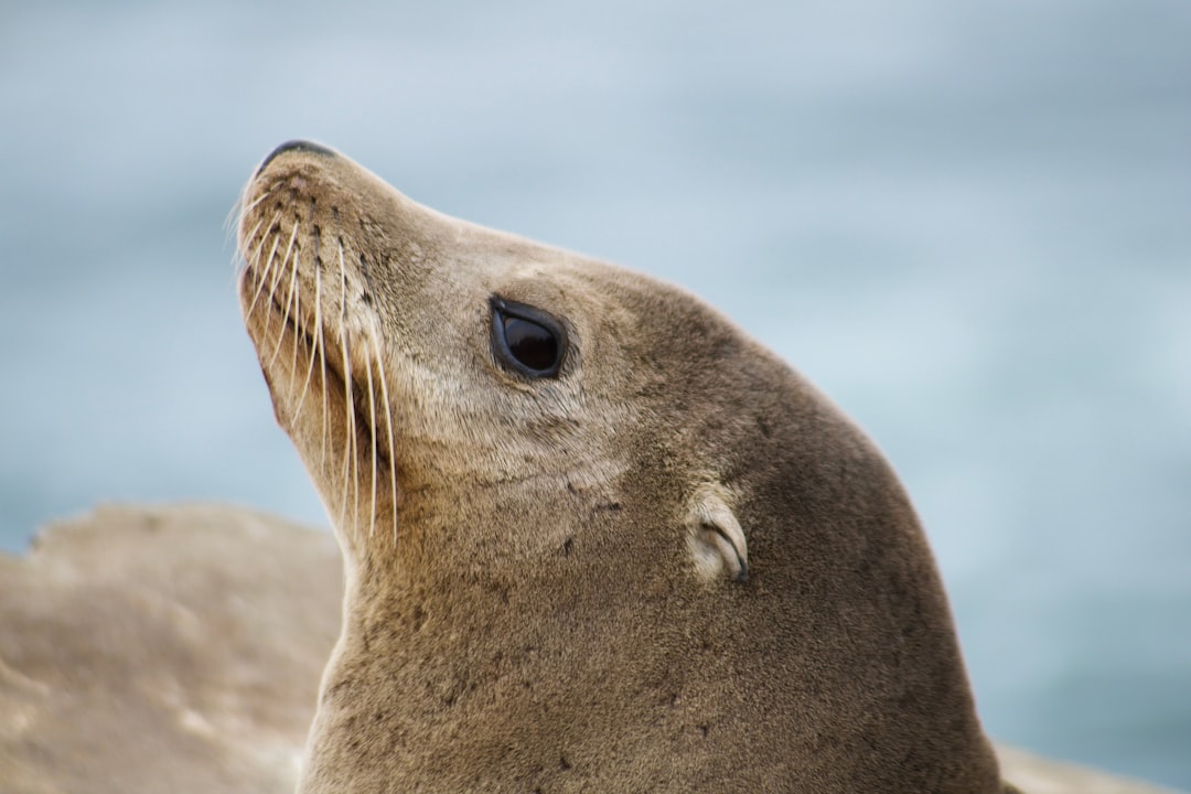 Seal