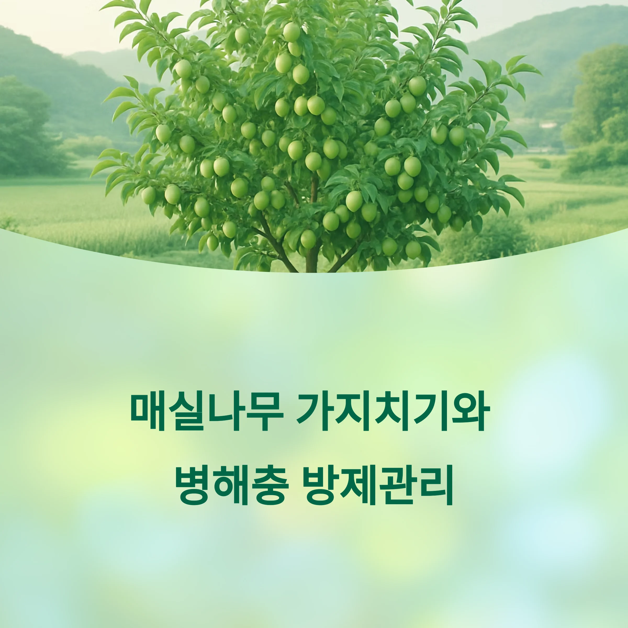 매실나무-가지