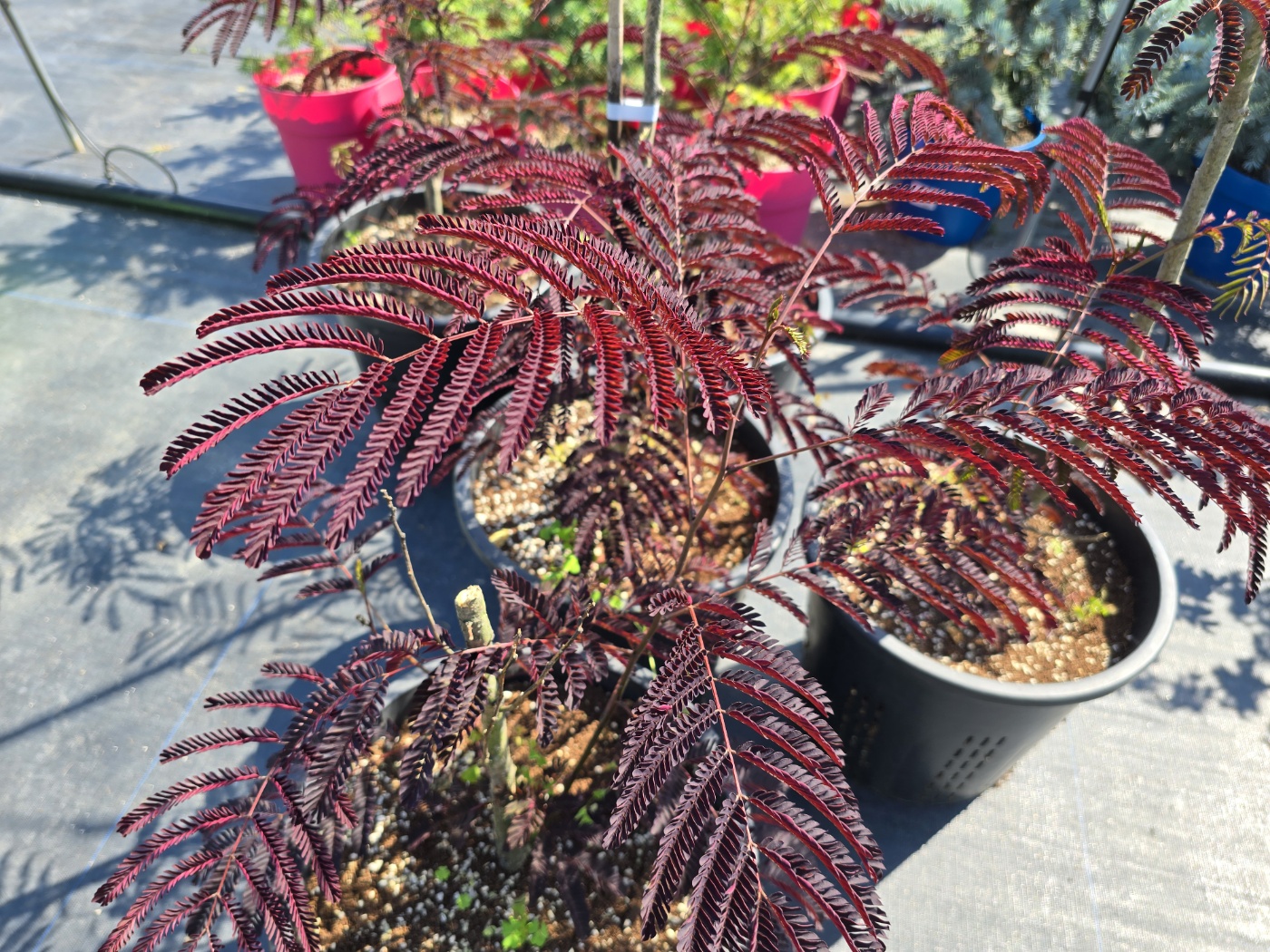 잎색깔이 너무예쁜 특이한 식물들이 많아요.