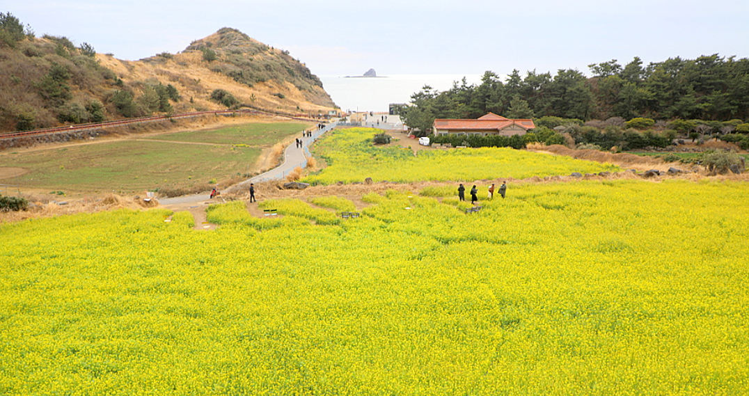 제주 산방산 유채꽃