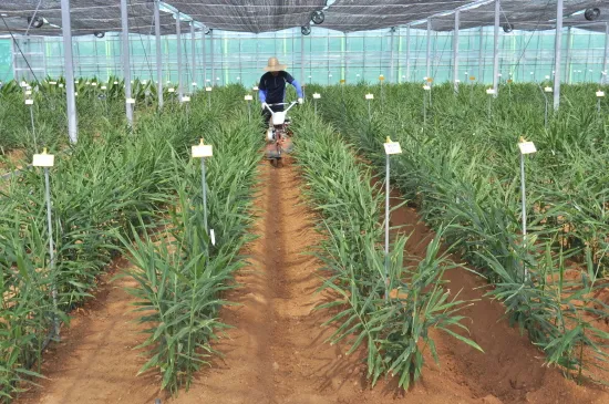 생강 재배 씨눈 맞추기 보온 피복 수확 건조_3