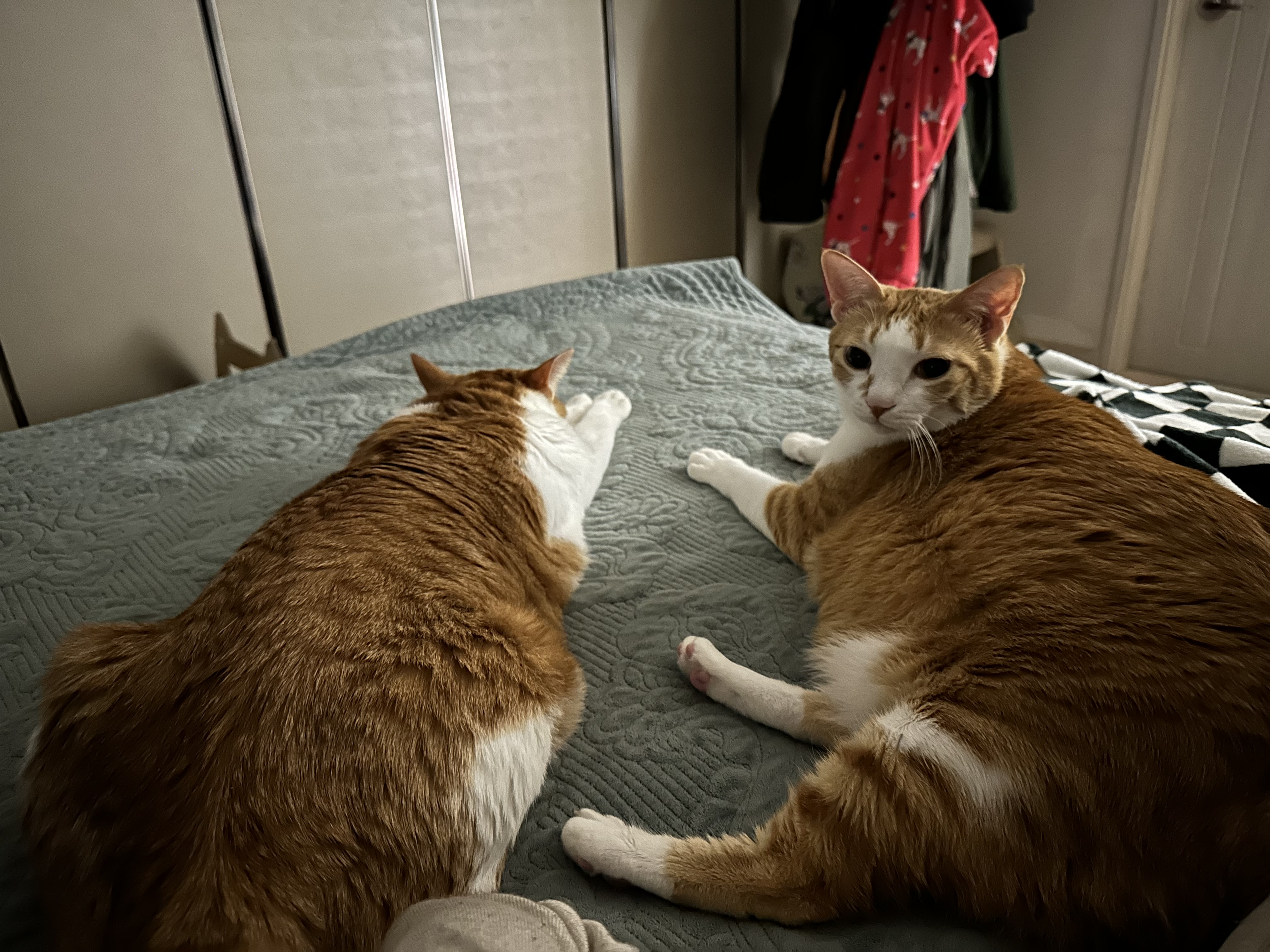 오랜만에 치즈형제의 다정한 모습 (feat.사이좋은 호야와 막둥이, 그리고 요미)