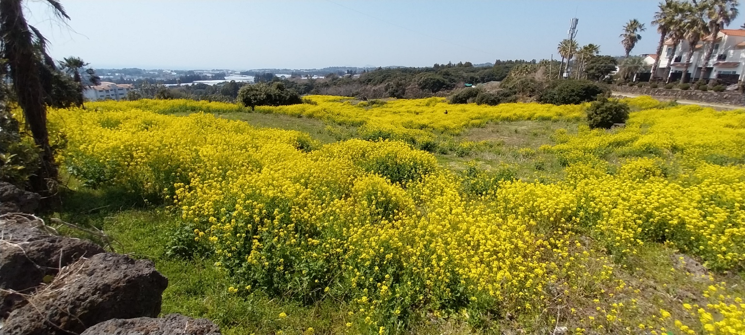 제주 유채꽃걷기대회