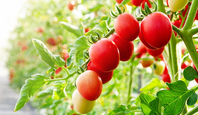 부종에 좋은 음식 '토마토'