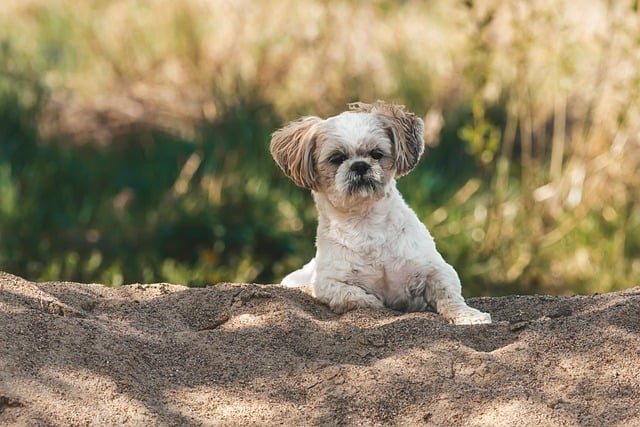 반려동물 과열 증상과 응급 대처법