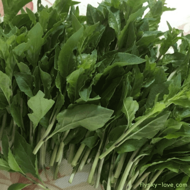 봄에 채취한 구기자순