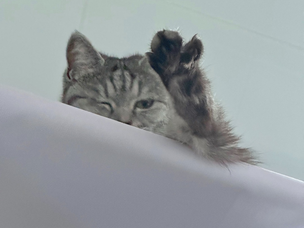 고양이 눈 한쪽만