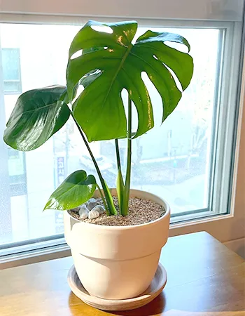 공기정화식물 추천 초보친화 관리쉬운 종류 물주기 빛 관리 가이드_8