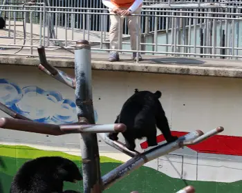 베어트리파크 철쭉축제 봄과 철쭉_15