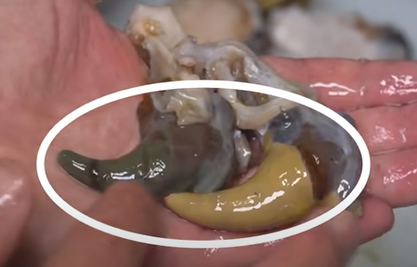 전복 내장 색깔로 보는 암수 구분