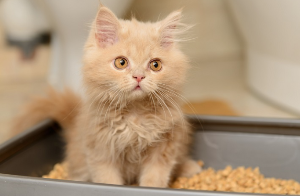 화장실에 앉는 아기 고양이
