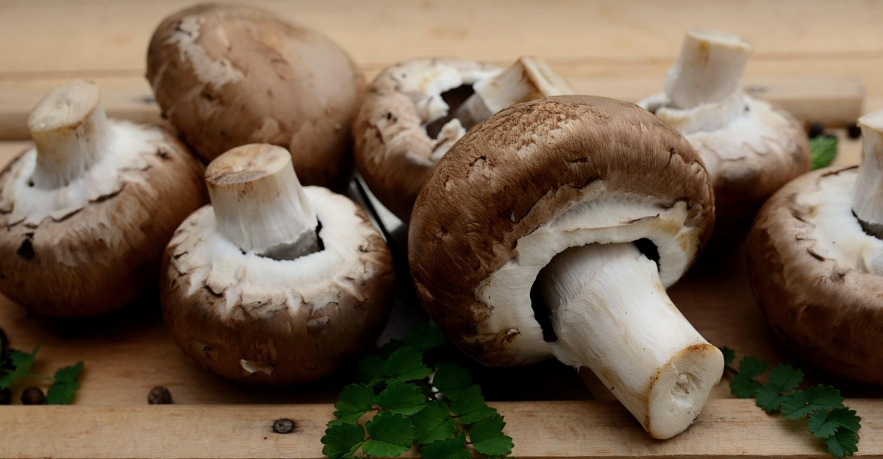 갓 딴 신선한 버섯 사진