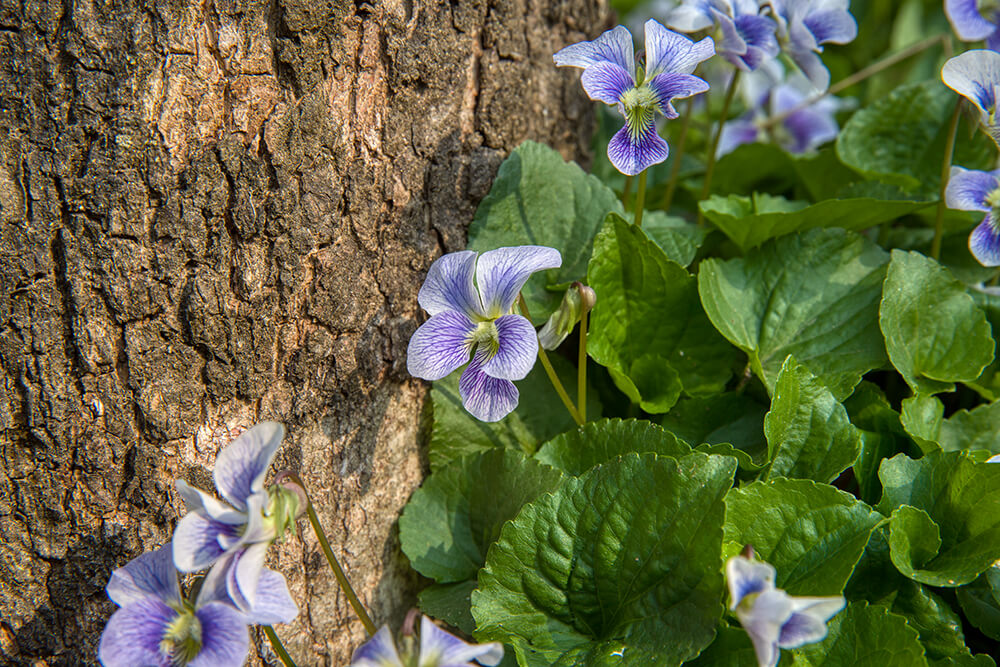 분당중앙공원 벚꽃 - 25