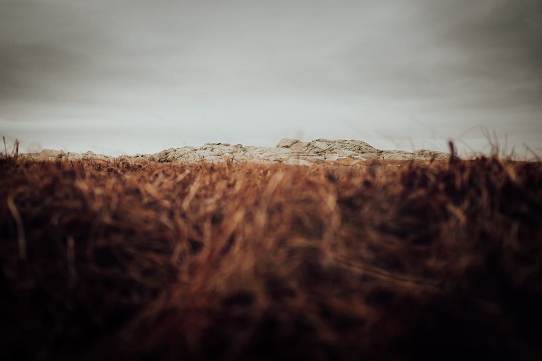 Prospect