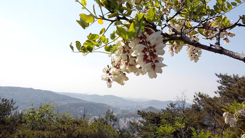 인왕산(仁旺山, Inwangsan) 아까시꽃