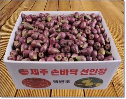 백년초열매